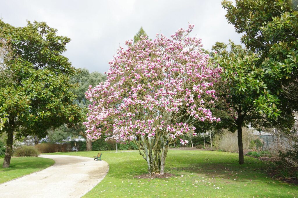 Magnolia grandiflora 