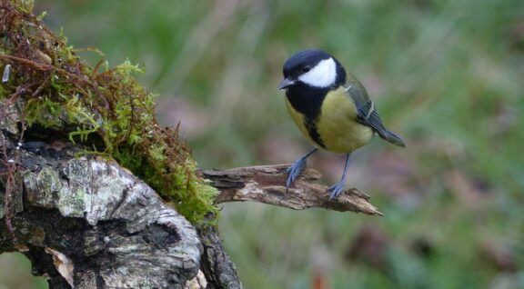 Oiseaux mesange charbonniere