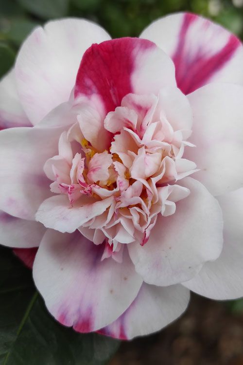 Camellia japonica 'Collettii'